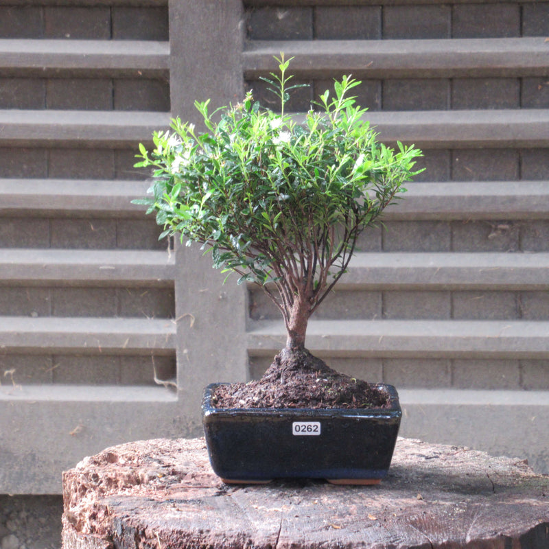 Brush Cherry (Syzygium) Bonsai Tree | Broom Style | Height 25-35cm | In 15cm Pot