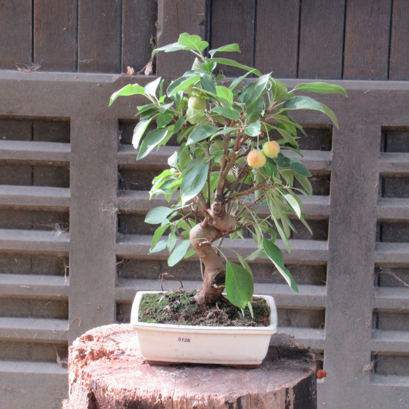 Dwarf Apple (Malus Halliana) Fruiting Bonsai Tree | Shaped Style | 40-50cm High | In 21cm Pot