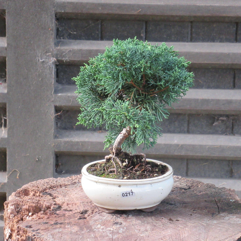 Chinese Juniper (Juniperus Chinensis) Bonsai Tree | Shaped Broom Style | In 13cm Pot