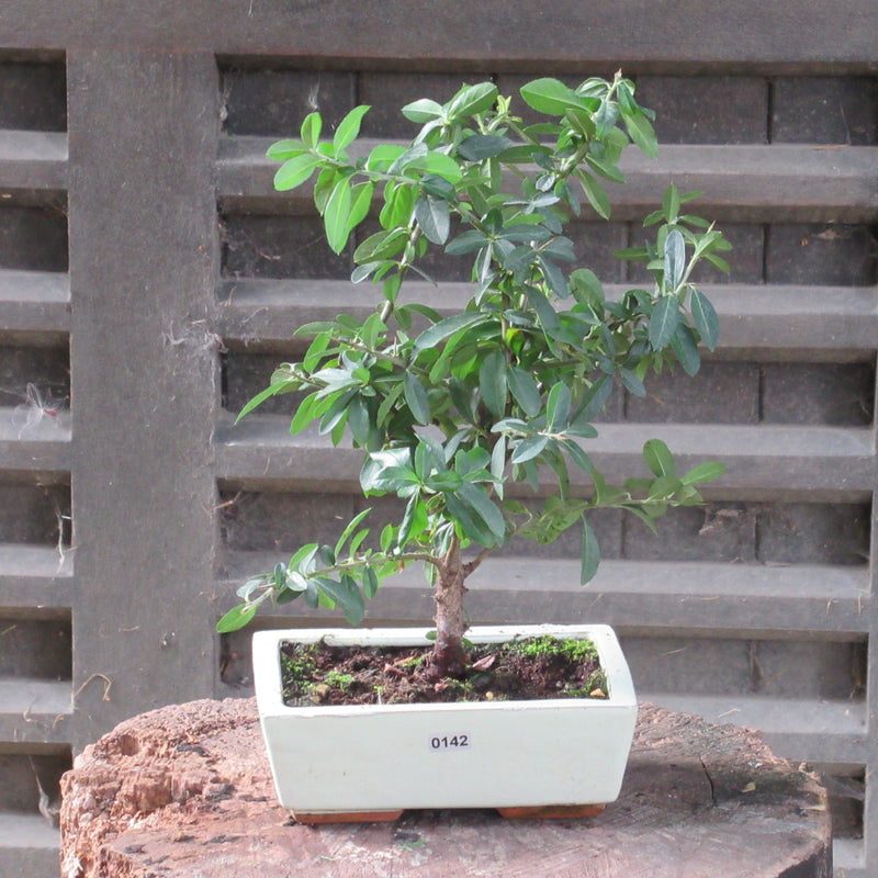 Firethorn Bonsai Tree (Pyracantha) | Shaped Style | Height 30-35cm | In 18cm Pot