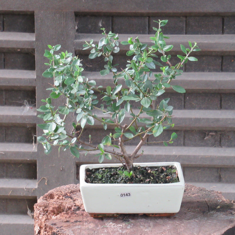 Firethorn Bonsai Tree (Pyracantha) | Shaped Style | Height 30-35cm | In 18cm Pot