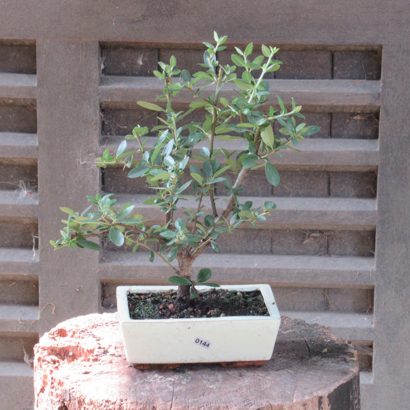 Firethorn Bonsai Tree (Pyracantha) | Shaped Style | Height 30-35cm | In 18cm Pot