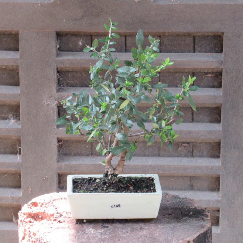 Firethorn Bonsai Tree (Pyracantha) | Shaped Style | Height 30-35cm | In 18cm Pot
