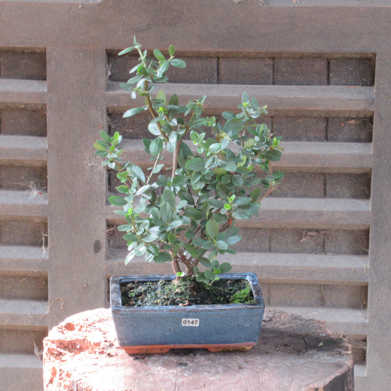 Firethorn Bonsai Tree (Pyracantha) | Shaped Style | Height 30-35cm | In 18cm Pot