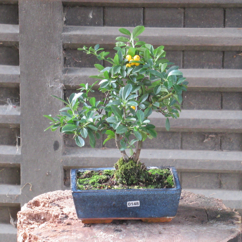 Firethorn Bonsai Tree (Pyracantha) | Shaped Style | Height 30-35cm | In 18cm Pot