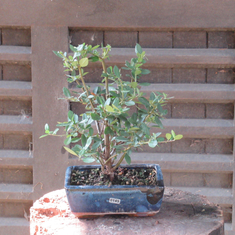 Firethorn Bonsai Tree (Pyracantha) | Shaped Style | Height 30-35cm | In 18cm Pot