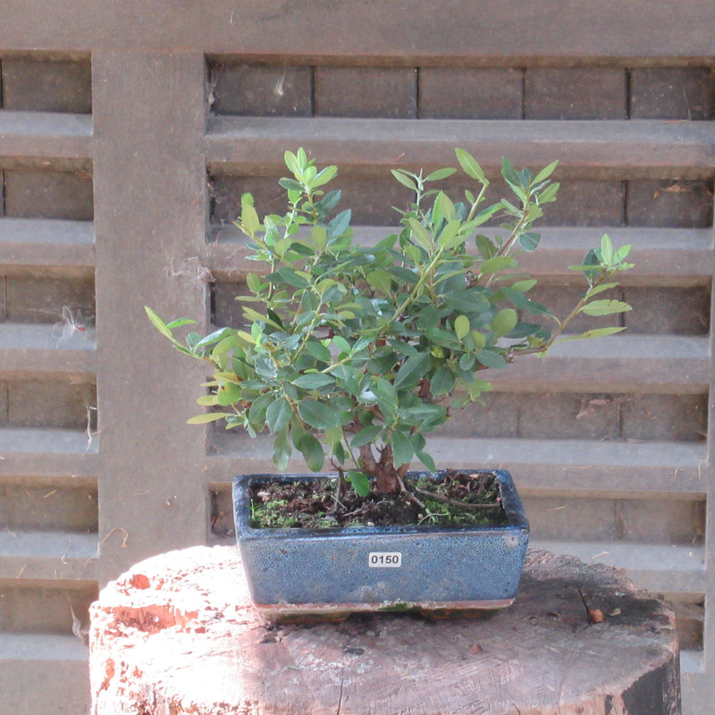 Firethorn Bonsai Tree (Pyracantha) | Shaped Style | Height 30-35cm | In 18cm Pot