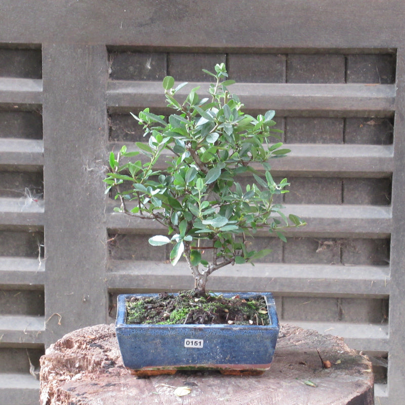 Firethorn Bonsai Tree (Pyracantha) | Shaped Style | Height 30-35cm | In 18cm Pot