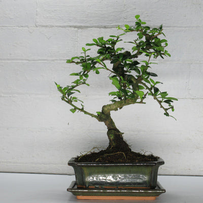 Fukien Tea Tree (Carmona Retusa) Bonsai Tree | Height 30-35cm | In 20cm Pot | With drip tray
