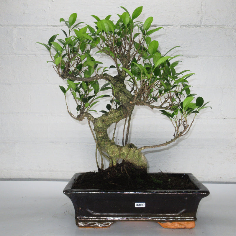 Ficus Microcarpa (Banyan Fig) Large Indoor Bonsai Tree | Shaped Style | 40-50cm High | In 28cm Pot
