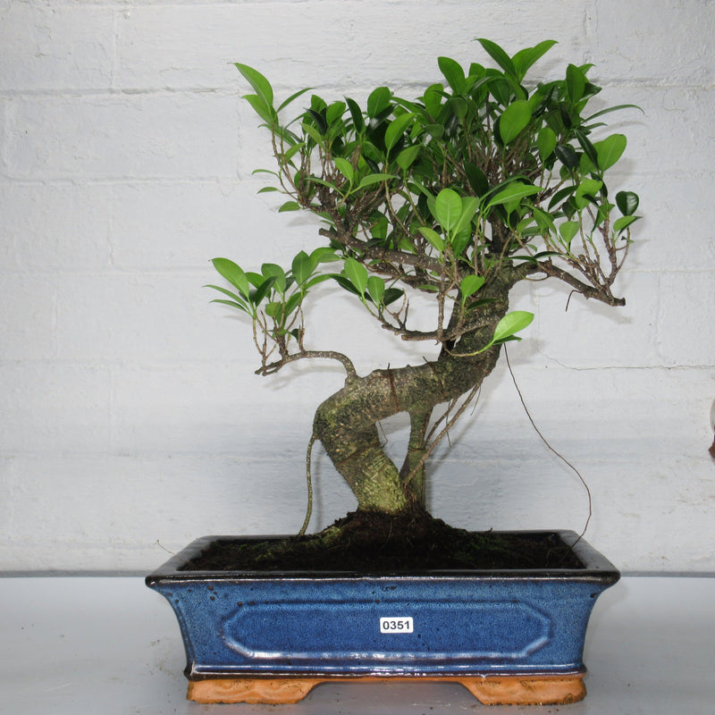 Ficus Microcarpa (Banyan Fig) Large Indoor Bonsai Tree | Shaped Style | 40-50cm High | In 28cm Pot