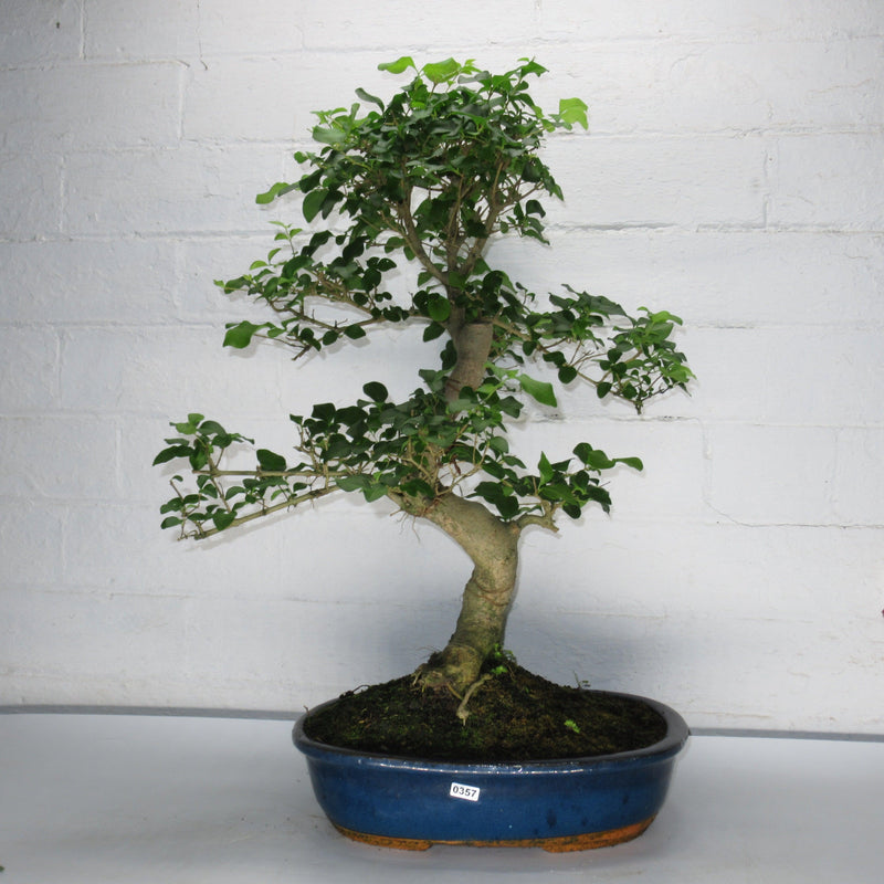 Chinese Privet (Ligustrum Sinense) Large Bonsai Tree | Shaped Style | Height 50-60cm | In 30cm Pot