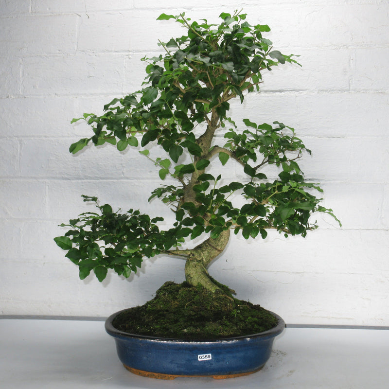 Chinese Privet (Ligustrum Sinense) Large Bonsai Tree | Shaped Style | Height 50-60cm | In 30cm Pot