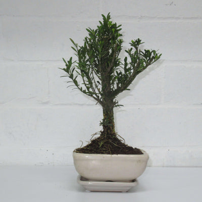 Boxwood (Buxus Harlandii) Bonsai Tree | Height 25cm | In 12cm Pot | With Drip Tray