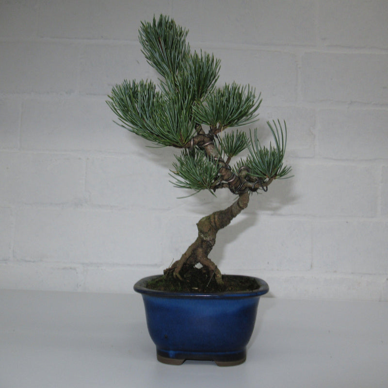 Japanese White Pine Bonsai Tree (Pinus Parviflora) | Shaped Style | Height 25-30cm | In 12cm Pot