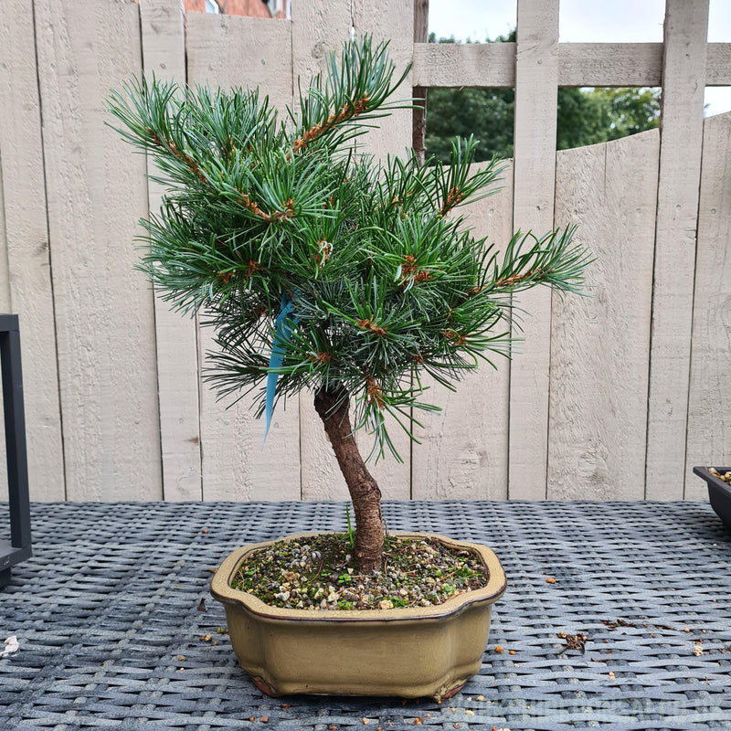 Japanese White Pine Bonsai Tree (Pinus Parviflora) | Shaped Broom Style | Height 40cm | In 20cm Pot | YB1180