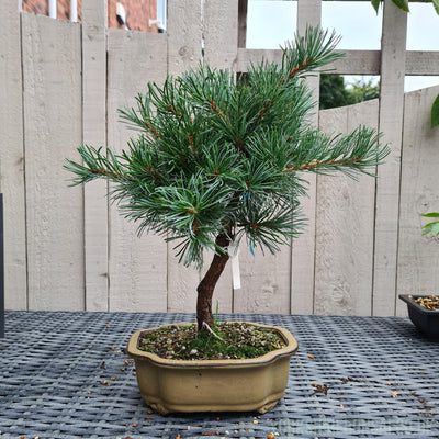 Japanese White Pine Bonsai Tree (Pinus Parviflora) | Shaped Broom Style | Height 40cm | In 20cm Pot | YB1180