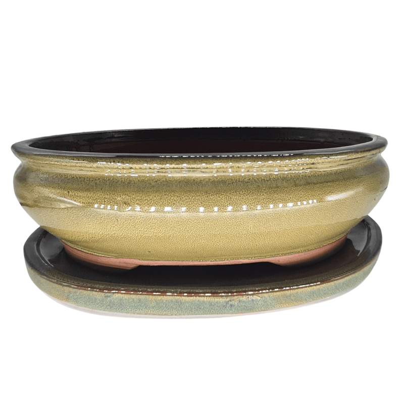 37cm Glazed Bonsai Pot | Oval | 37cm x 29cm x 10cm | Green | With Drip Tray