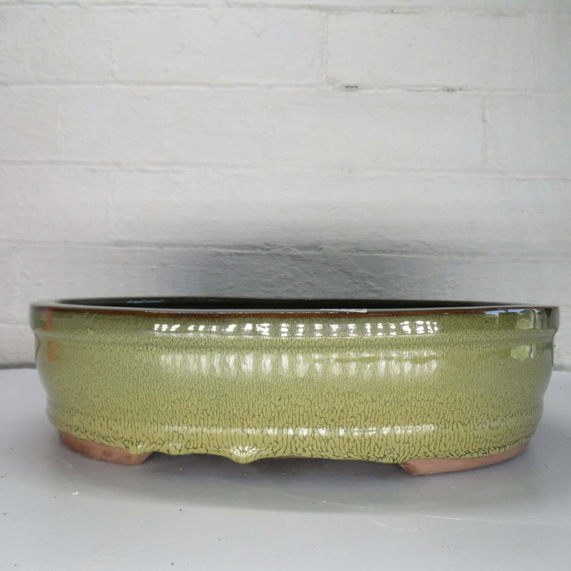 31cm Glazed Bonsai Pot | Oval | 31cm x 25cm x 8cm | Green