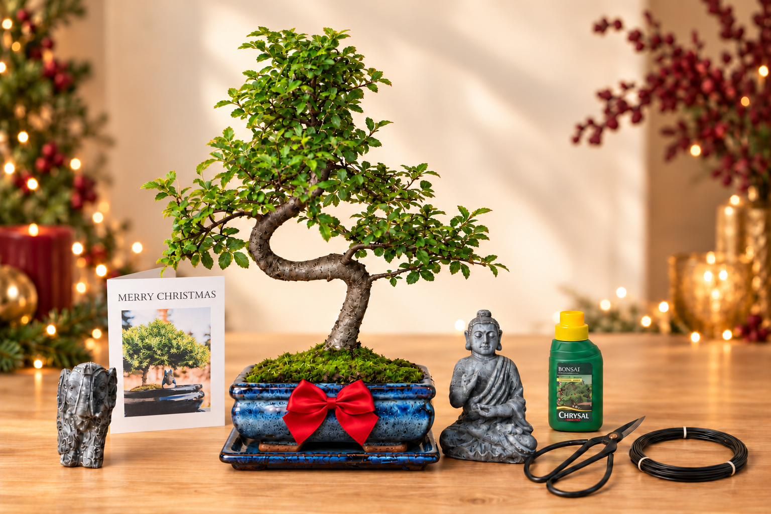 Chinese Elm bonsai with a red bow, Christmas card and bonsai accessories in a festive setting